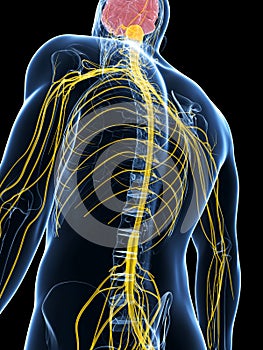 Male highlighted nerve system