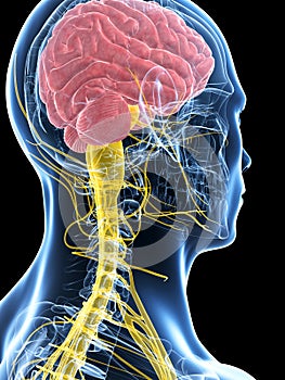 Male highlighted nerve system