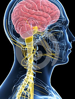 Male highlighted nerve system