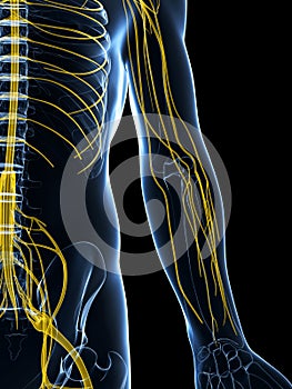 Male highlighted nerve system