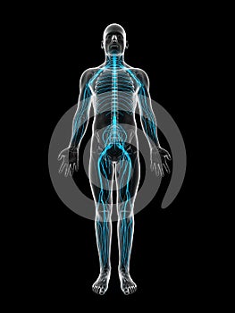 Male highlighted nerve system