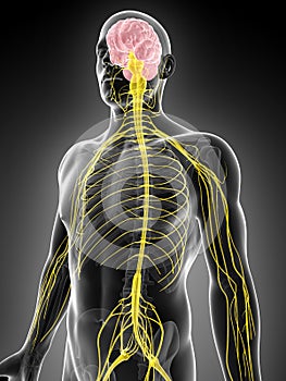 Male highlighted nerve system