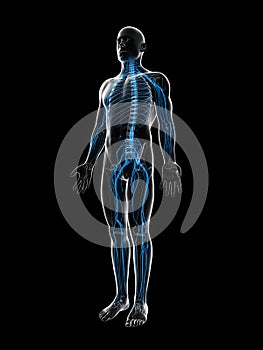 Male highlighted nerve system