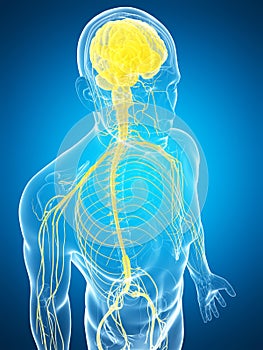 Male highlighted nerve system