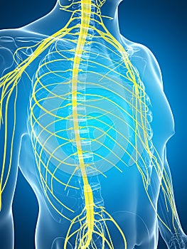 Male highlighted nerve system