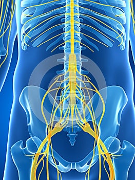 Male highlighted nerve system