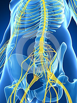 Male highlighted nerve system