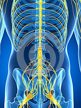 Male highlighted nerve system