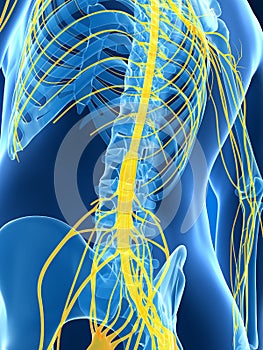 Male highlighted nerve system