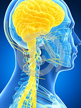 Male highlighted nerve system