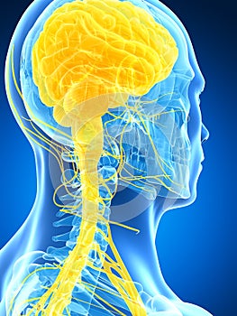 Male highlighted nerve system