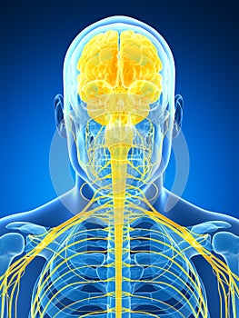 Male highlighted nerve system