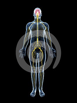 Male highlighted nerve system