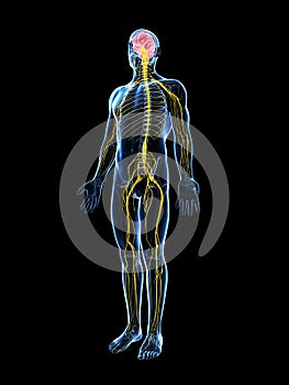 Male highlighted nerve system