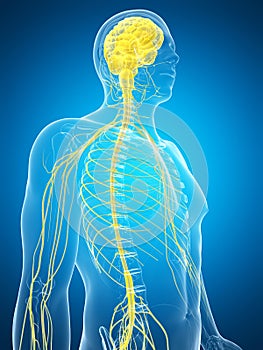 Male highlighted nerve system