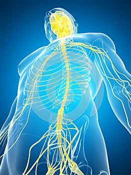 Male highlighted nerve system