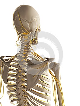 Male highlighted nerve system