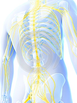 Male highlighted nerve system
