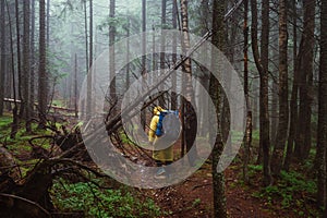 Male hiker with a backpack on his back walking through a foggy mountain forest, view from the back. Hike in the rain