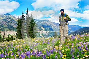 Male hiker walking the trail in the mountains with wild flowers in purple and yellow.