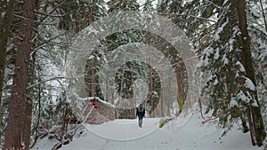 Male hiker walks through snowy coniferous forest with small backpack in Bavarian Alps in Germany. Winter day, pine