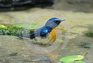 Male hill blue flycatcher