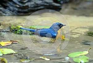 Male hill blue flycatcher