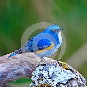 Male Himalayan Bluetail