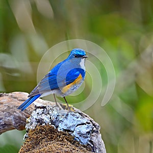 Male Himalayan Bluetail