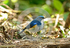 Male Himalayan Bluetail (Tarsiger rufilatus)