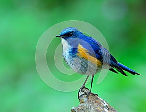 Male of Himalayan Bluetail (tarsiger rufilatus) the beautiful an