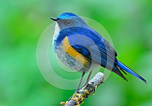 Male of Himalayan Bluetail (tarsiger rufilatus) the beautiful bl