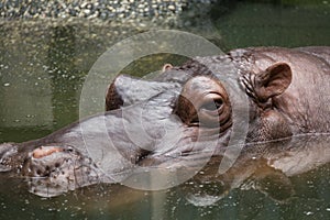 Male hippo swims in the pool in Ho Chi Minh zoo