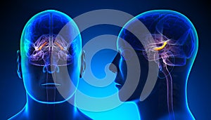 Male Hippocampus Brain Anatomy - blue concept