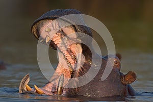 Male Hippopotamus showing ivory teeth