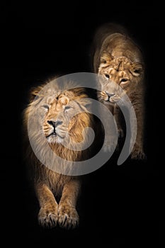 Male and his wife. King and queen Lion is a large predatory strong and beautiful cat with a magnificent mane of hair. isolated