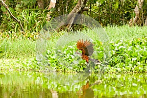 Male Hoatzin Bird photo