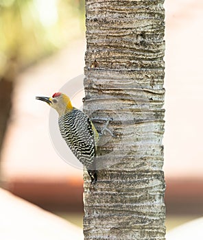 Male Hoffman\'s Woodpecker on a tree in Costa Rica