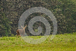 Male hog deer stand alone