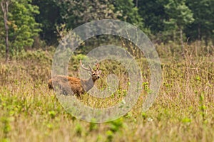 Male hog deer stand alone