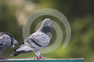 male homing pigeon standing on home loft trap against green blur background