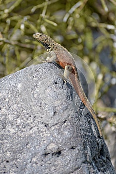 Male Hood lava lizard Microlophus delanonis on Suarez Point, Espanola Island, Galapagos National park, Ecuador, South America. photo