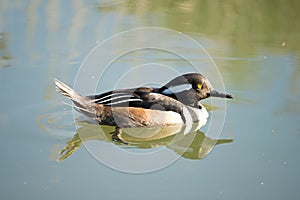 Male Hooded Merganser