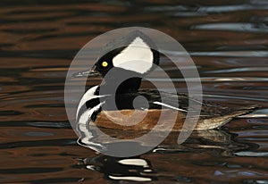 Male Hooded Merganser