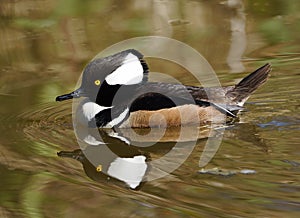 Male Hooded Merganser