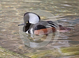 Male hooded Merganser duck closeup