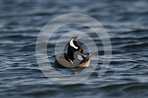 A male Hooded Merganser (Lophodytes cucullatus) grooming or bathing in water