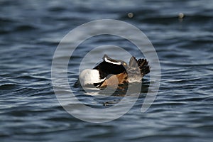 A male Hooded Merganser (Lophodytes cucullatus) grooming or bathing in water