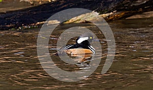 Male hooded merganser swimming in the lake. Lophodytes cucullatus.