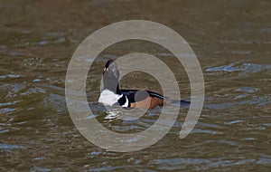 Male hooded merganser swimming in the lake. Lophodytes cucullatus.